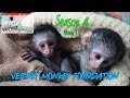 Baby orphan monkeys Toni and Pascall doing well, Skunkey monkeys love babies