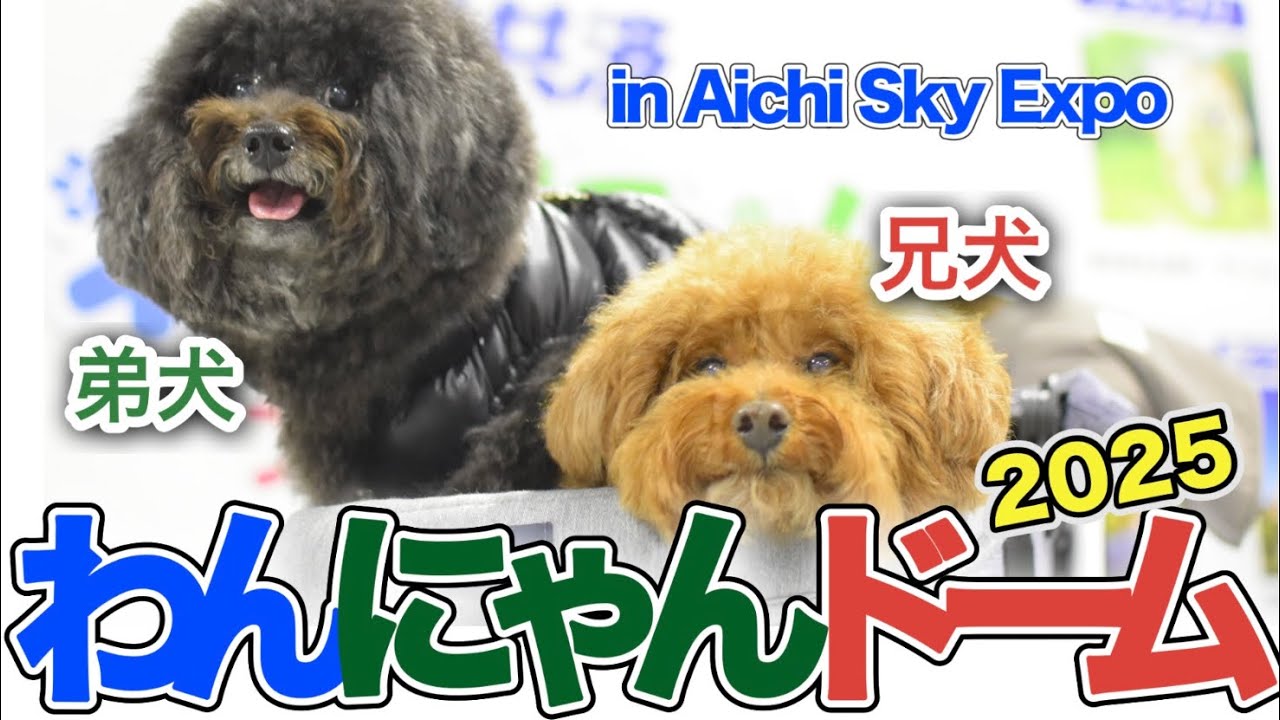 【わんにゃんドーム2025】日本最大級！Aichi Sky Expo