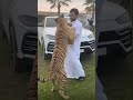 Dubai Prince With Pet Tigers Shorts Dubai Tiger Wildanimal Pets Dubai Prince With Pet Tigers Shorts Dubai Tiger Wildanimal Pets