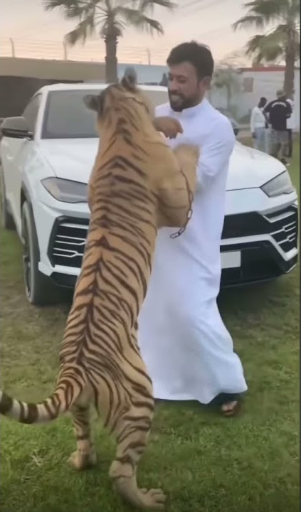 Dubai prince with pet tigers #shorts #dubai #tiger #wildanimal #pets