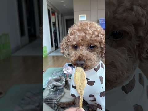 열살 생전 핫도그 처음먹는 강아지🐶 (북어+한우스틱으로 만든 핫도그..🦴)
