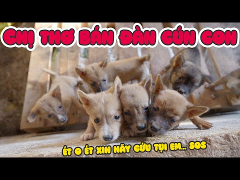 Chị Thơ Bán Đàn Cún Con Và Bẫy Câu Cá Lưới Ma Thuật Ảo Diệu Quá