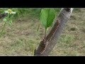 Літнє щеплення дерев щитком (брунькою) та РЕЗУЛЬТАТ | Grafting fruit trees
