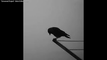 "Unnamed Project"- Birds ft. Wrekoncile