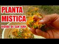 BENEFICIOS y PROPIEDADES de la HIERBA DE SAN JUAN o PLANTA de HIPERICO / Una PLANTA MAGICA