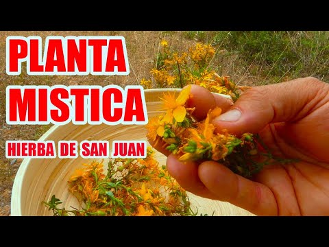 Video: Hierba mágica - hierba de San Juan