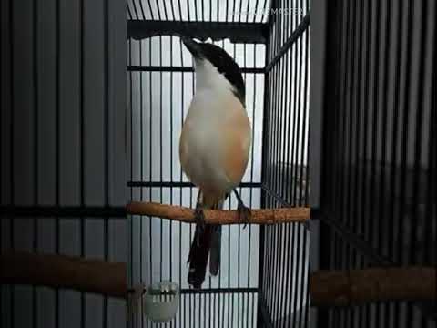 Kompilasi suara Kicau Burung cendet Juara gacor 