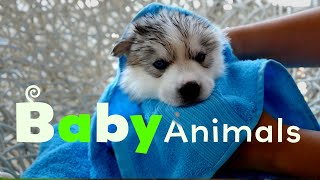 More Pet Babies | Baby Animals | Season 2 Episode 5