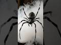 No Escape Bombardier Bug Takes Down Striped Spider🕷🕸