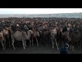 Верблюды Аруана,Казахи