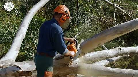 Trusted Tree Removal Company | Quick & Safe Tree Solutions