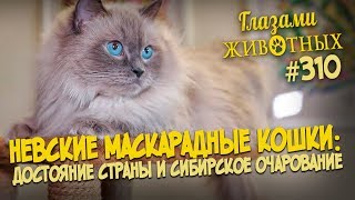 Глазами животных #310. Невские маскарадные кошки - достояние страны и сибирское очарование