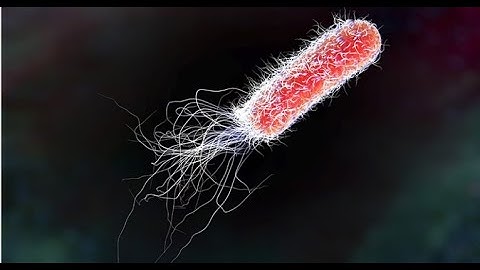 Rapid Method for Enumeration of E. coli Biotype I