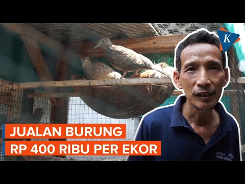 Cerita Guru Untung Besar Berkat Budidaya Burung Perkutut