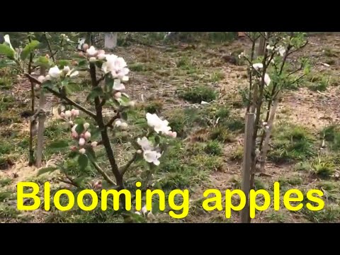 Video: Barnets Personlighetsutveckling - är äpplet Långt Ifrån äppelträdet?
