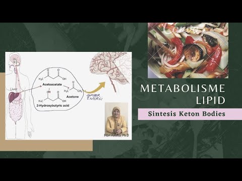 Metabolisme Lipid : Sintesis keton bodies