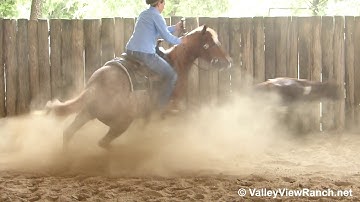 WR Smart Mind - working cows! - ValleyViewRanch.net