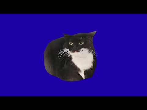 Maxwell the cat greenscreen