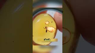 The Craziest Thing Found Trapped In Amber 🤯