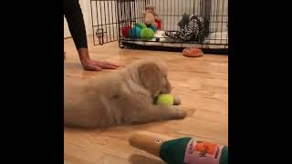 Puppy belly flops-dog lovers