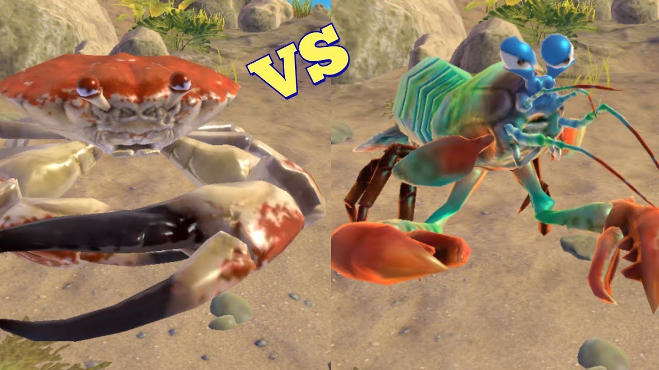 TASMANIAN GIANT CRAB VS MANTIS SHRIMP! KING OF CRABS YouTube