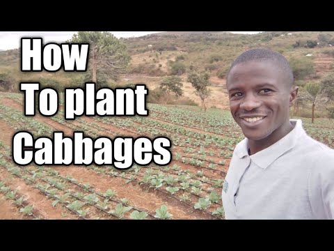 Video: Chinsaga-plantinligting: Leer hoe om Afrika-koolplante te kweek