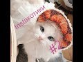 #Instaкошки, смешные коты и котики 2019, приколы про котов до слез –  Funny Cats