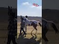 #horse lover e 1190 ho
