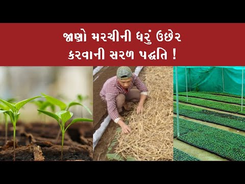 મરચીની ધરું ઉછેર કરવાની પદ્ધતિ !  Chilli - Raising of Seedling । मिर्च की नर्सरी || AgroStar Advisory - મરચીની ધરું ઉછેર કરવાની પદ્ધતિ !  Chilli - Raising of Seedling । मिर्च की नर्सरी || AgroStar Advisory
