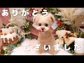 最後のトリミング行ってきました・・・【トイプードル】[4K]