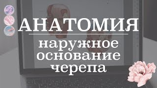 Отверстия наружного основания черепа | Анатомия