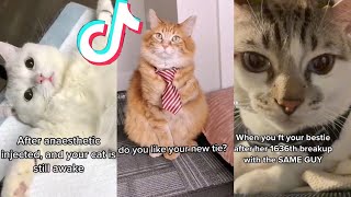 BEST CAT TIKTOKS!! #37
