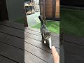 本当はすぐに撫でられたい外猫