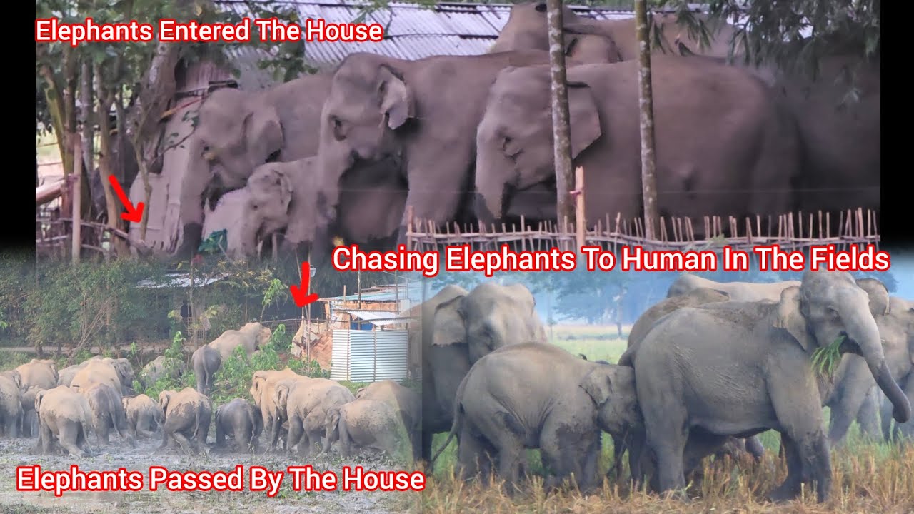 The Elephants Entered The House In The Middle Of The Village In The Morning #animals #wildlife🐘🐘🐘 