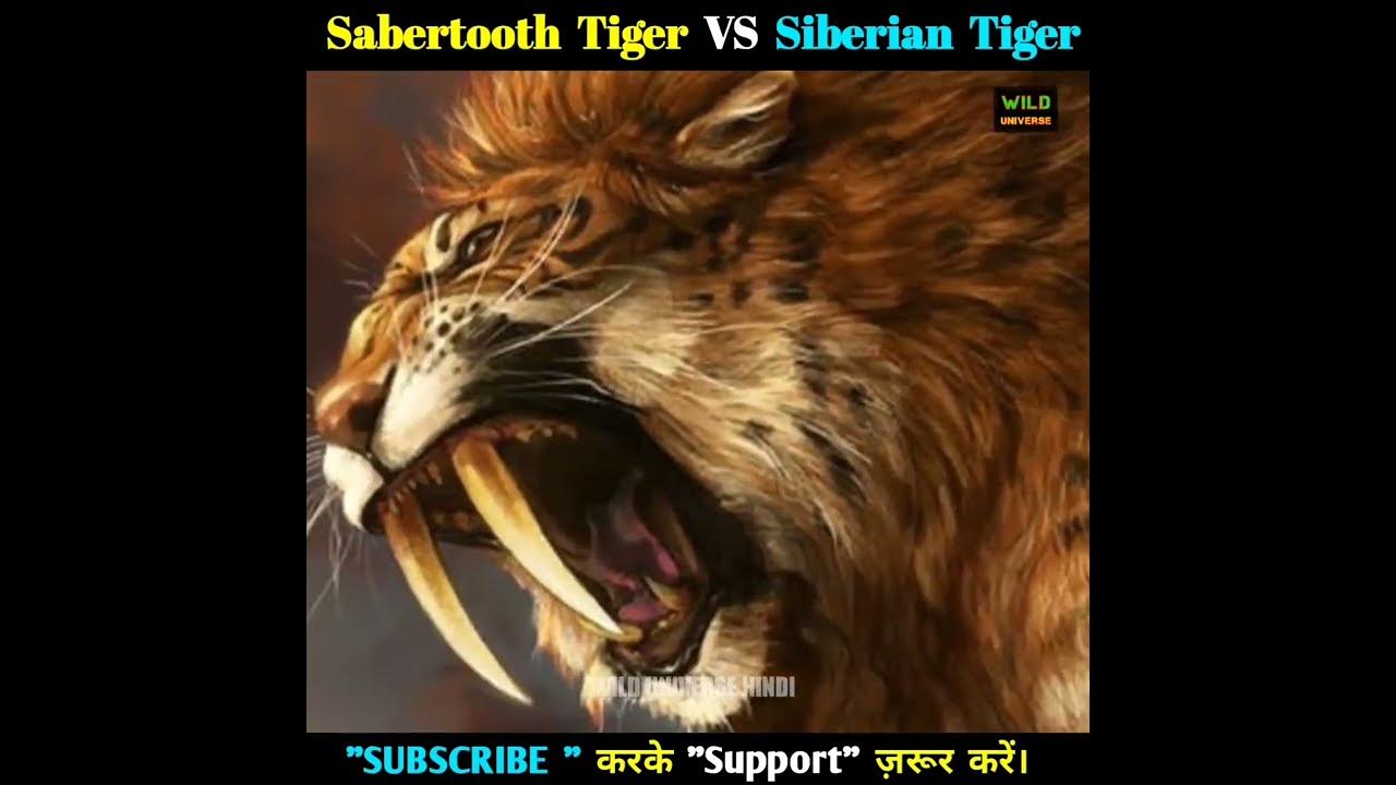 🐯🐯 SABERTOOTH TIGER VS SIBERIAN TIGER 🐯🐯 #shorts - YouTube