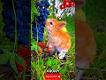 CUTE ANIMAL LIFESTYLE |