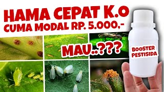 MODAL Rp. 5.000 MEMBUAT BOOSTER PENGUAT PESTISIDA, MAU.??? | Insektisida & Fungisida | pH DOWN