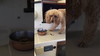 Trying out a new dog food!      #mentalhealth #cutedogs #funnydogs