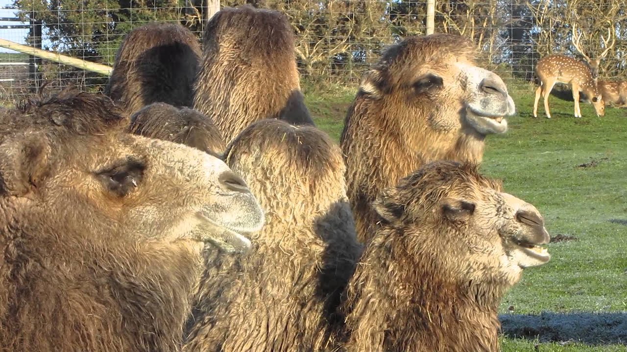 Camel, Bactrian (Camelus bactrianus)