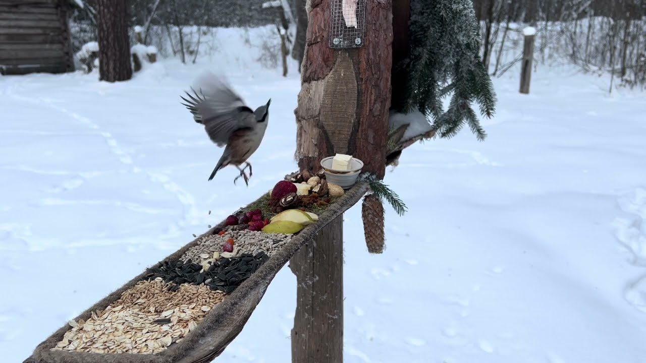 A Winter Bird Buffet in the Forest | Feeder Birds ASMR (No Music)
