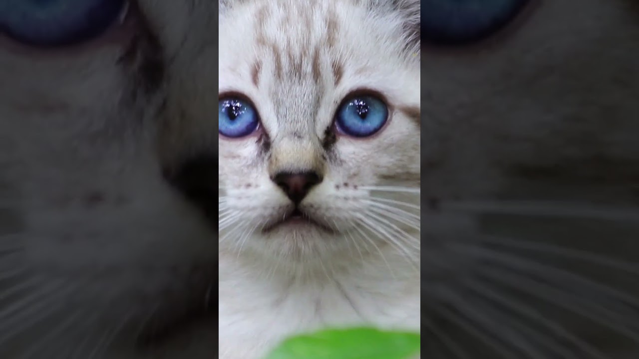 Какую человеческую пищу можно есть кошкам? 🐱