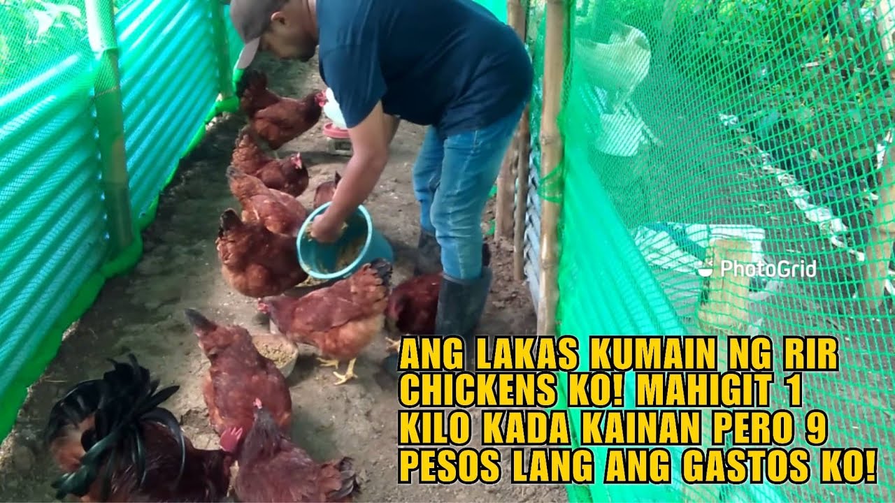 ang-lakas-kumain-ng-rir-chickens-ko-mahigit-1-kilo-kada-kainan-pero-9