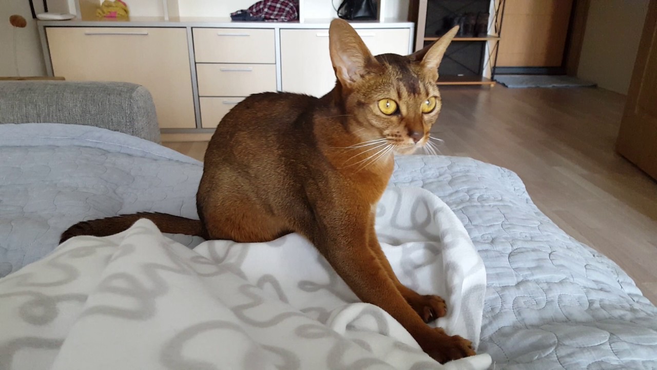 Funny abyssinian cat massaging the blanket. YouTube