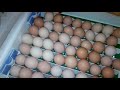 Инкубация куриных яиц, в инкубаторе Квочка. Закладка яиц!
