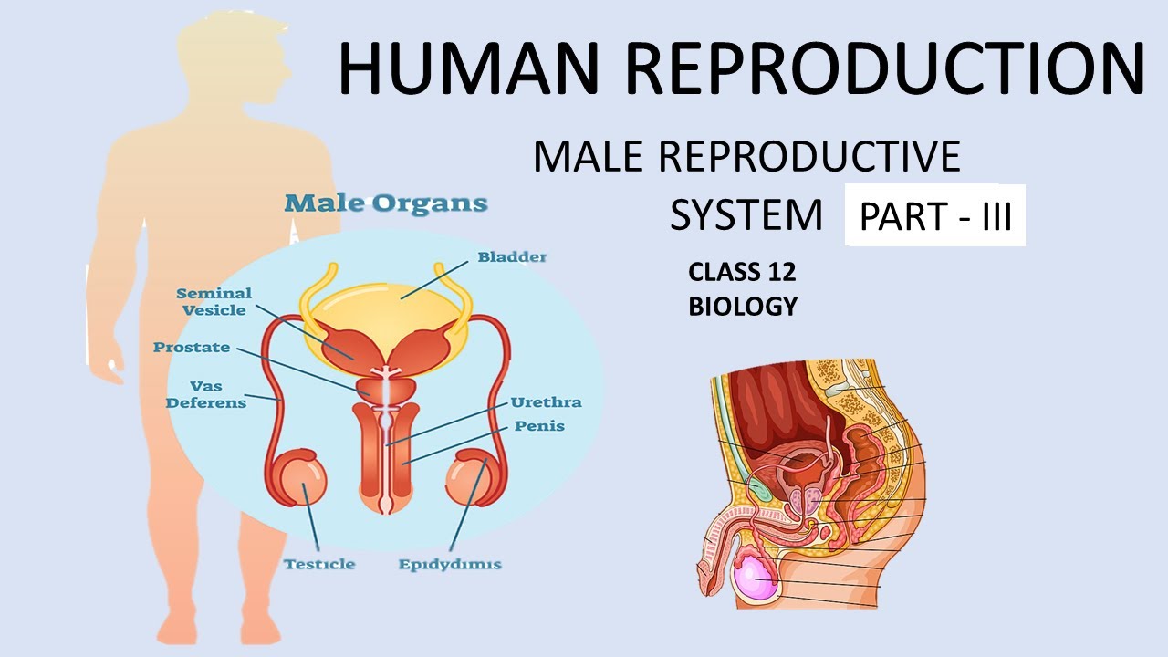 Accessory Male Sex Glands Human Reproduction Part 3