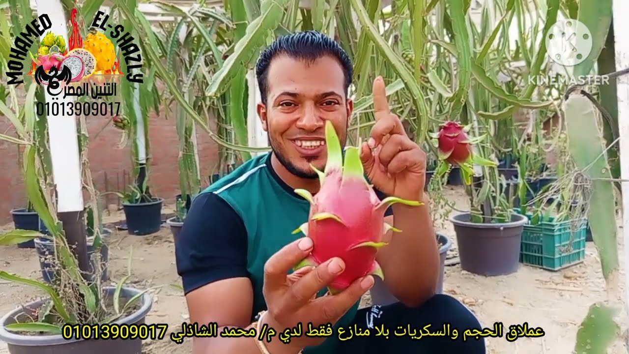 اقوي واجمل نوع دراجون فروت في مصر عملاق الحجم والسكريات حصري وانفراد لدي التنين المصري/ محمد الشاذلي