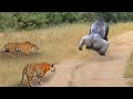 Tiger vs Gorilla ! The Baboon Revenge When The Leopard and Tiger Invades Its Territory...