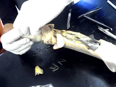 Zoology Dissection - Dogfish Shark - Ridiculous video ...