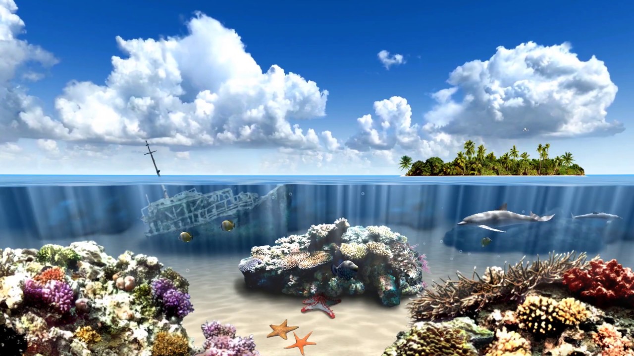 Living Dolphins 3D Screensaver YouTube