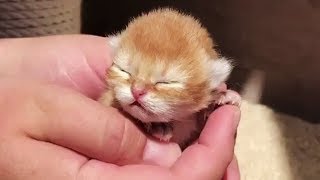 「かわいい猫」 笑わないようにしようとしてください - 最も面白い猫の映画 #370